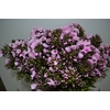 PHLOX P BRI EYES