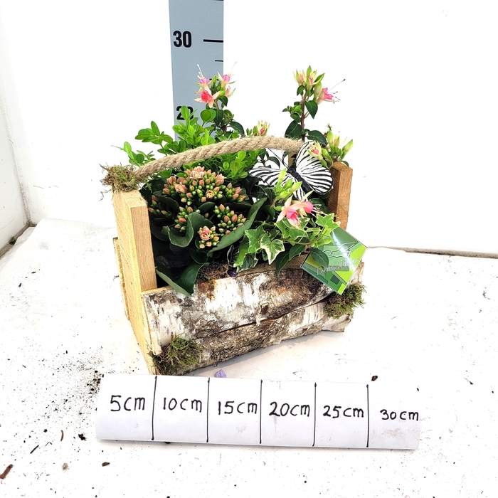 <h4>ARR TUINPLANTEN</h4>