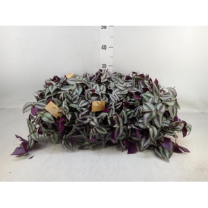 Tradescantia zebr. 'Purpusii'
