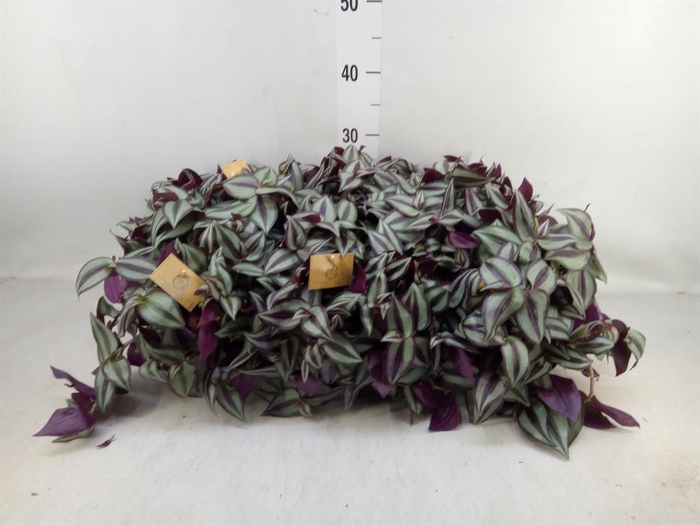 <h4>Tradescantia zebr. 'Purpusii'</h4>