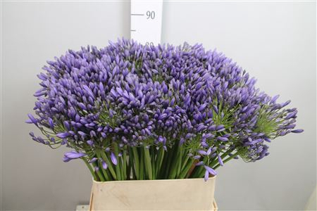 <h4>Agapanthus TR 'Blue Giant'</h4>
