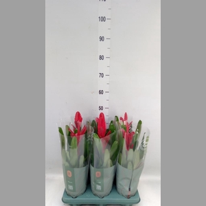 Vriesea  'Intenso Red'