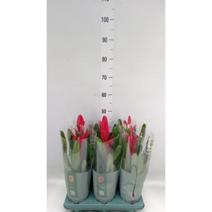 Vriesea  'Intenso Red'