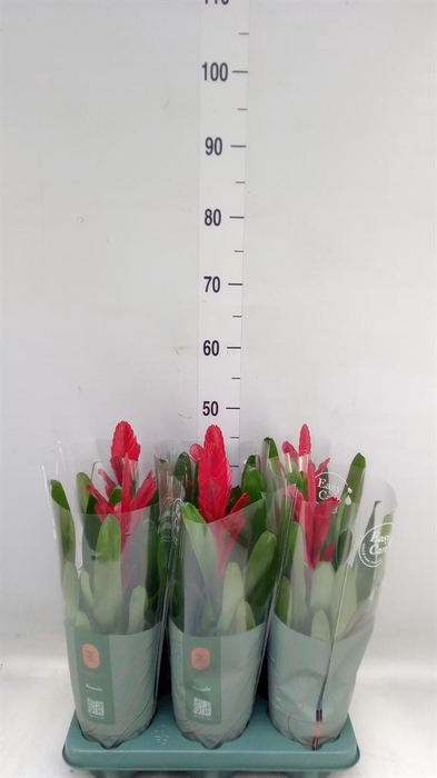 <h4>Vriesea  'Intenso Red'</h4>