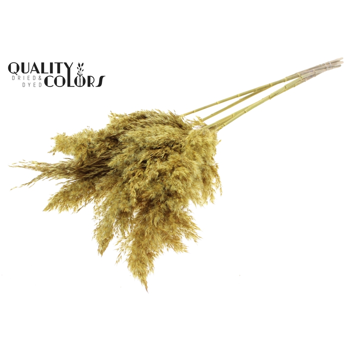 <h4>Pampas Grass 100cm 5st/bunch Yellow</h4>