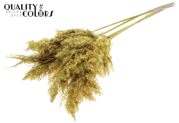 Pampas Grass 100cm 5st/bunch Yellow