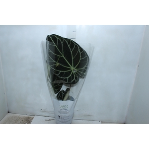 ANTHURIUM CRYSTALLINUM P17