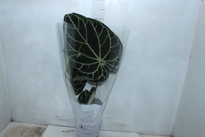 <h4>ANTHURIUM CRYSTALLINUM P17</h4>
