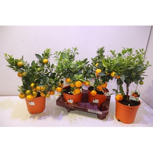 Citr Microcarpa