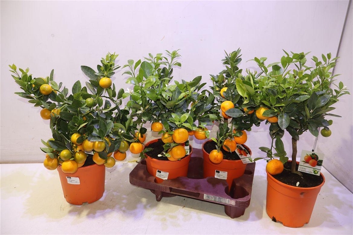 <h4>Citr Microcarpa</h4>