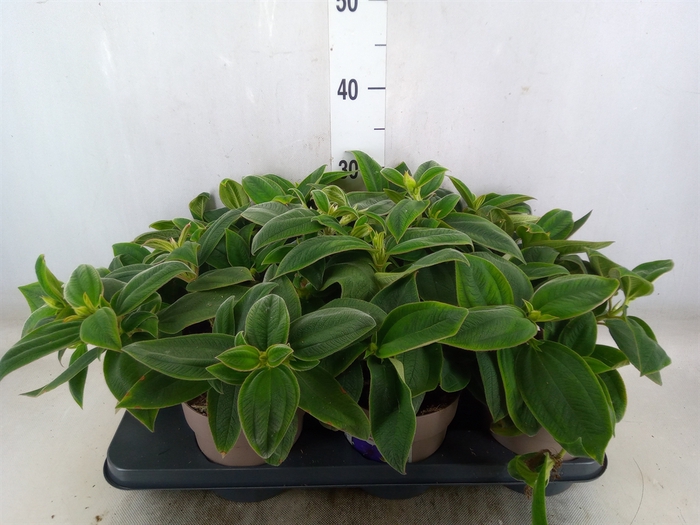 <h4>Tibouchina urvilleana 'Rich Blue'</h4>
