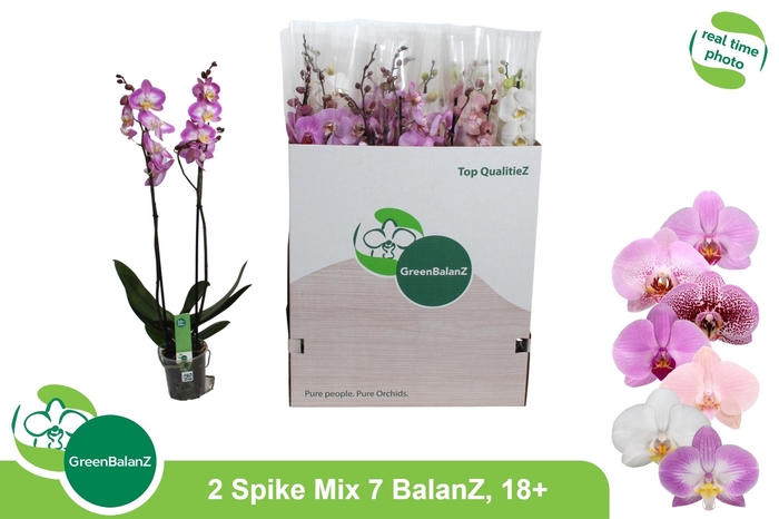 <h4>PHAL GEM 7 KL</h4>