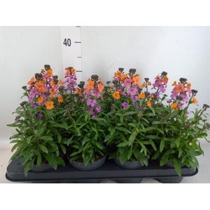 Erysimum  'Constant Cheer'