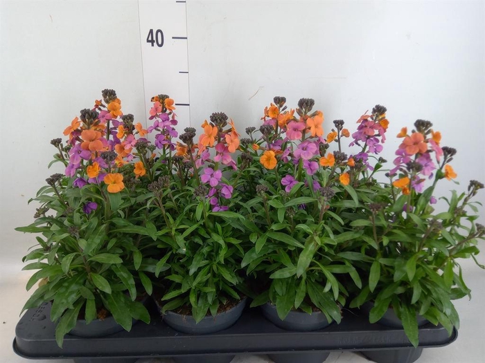 <h4>Erysimum  'Constant Cheer'</h4>