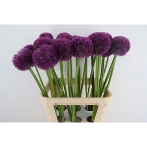 ALLIUM PINBALL WIZAR