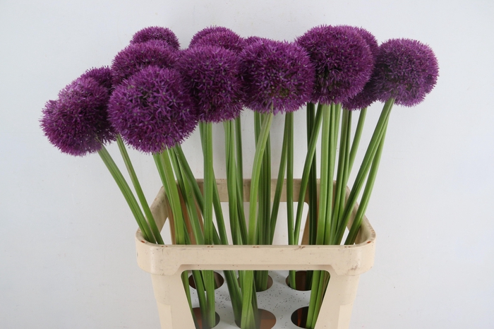 <h4>ALLIUM PINBALL WIZAR</h4>
