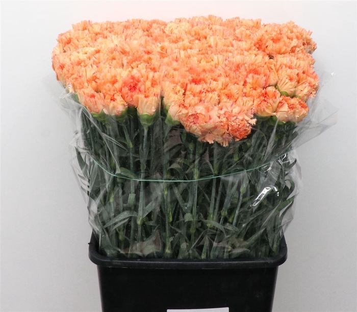 <h4>Di St Dafne Oker Colour</h4>