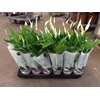 Spathiphyllum 10,5 cm Make Upz mix