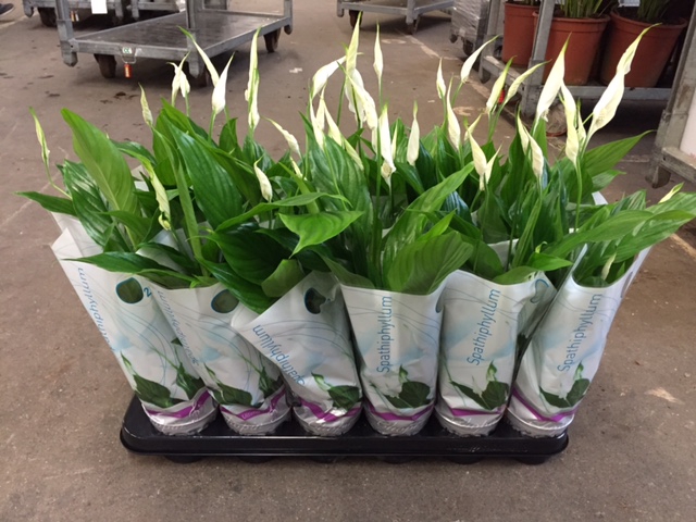 Spathiphyllum 10,5 cm Make Upz mix