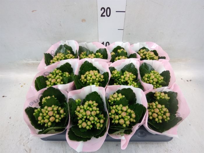 <h4>Kalanchoe  'MoreFlow Paris'</h4>