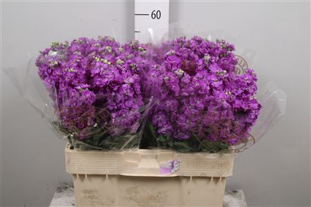 <h4>Matth Mathilda Blue</h4>