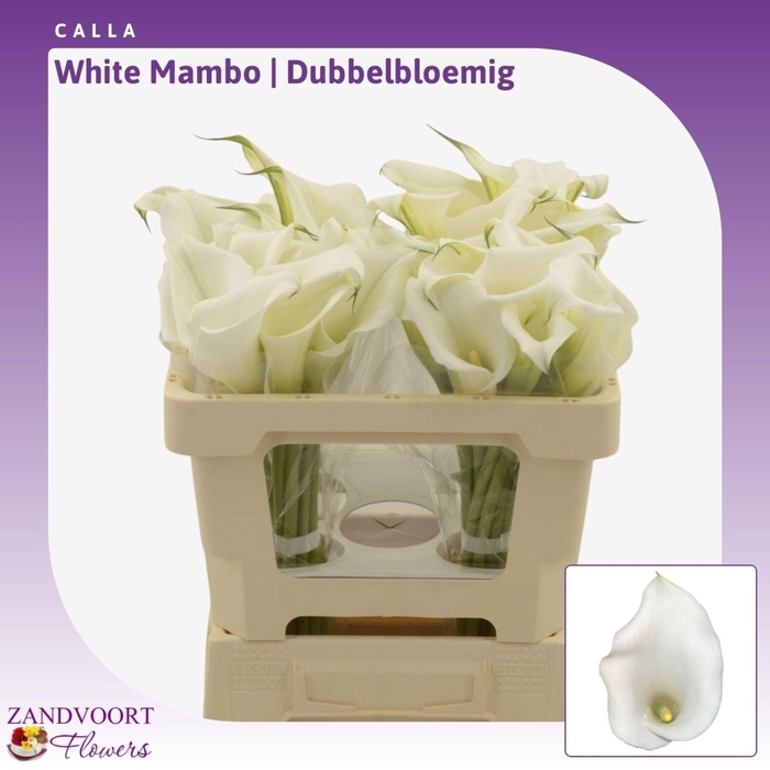 <h4>Calla White Mambo | Dubbelbloemig</h4>