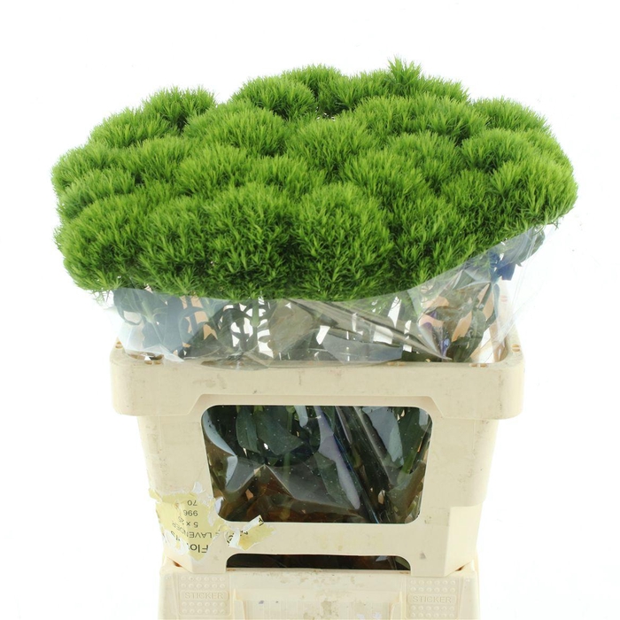 <h4>Di Barb Kiwi Mellow Extra</h4>