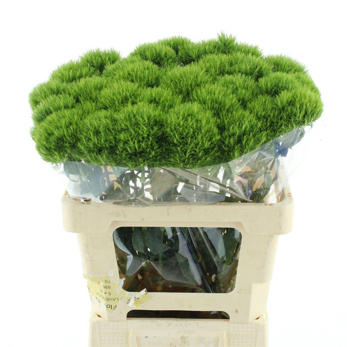 <h4>Di Barb Kiwi Mellow Extra</h4>