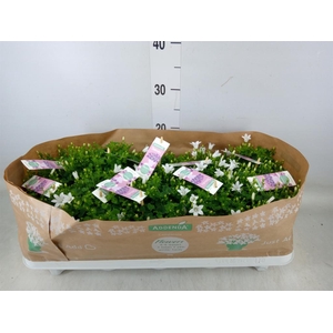 Campanula porten. 'Ambella White'