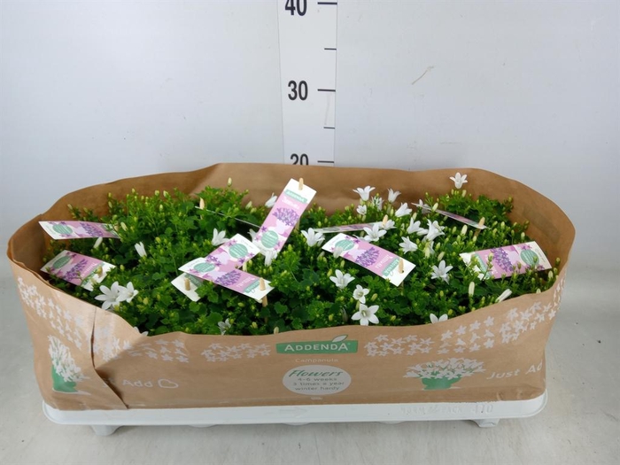 <h4>Campanula porten. 'Ambella White'</h4>