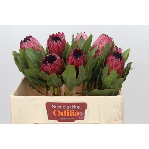 PROTEA M MOUNT QUEEN