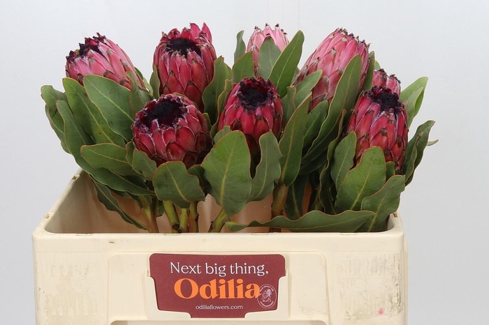 <h4>PROTEA M MOUNT QUEEN</h4>