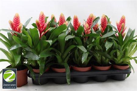 <h4>Vries Madonna</h4>