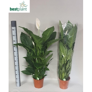 SPATH SWEET SEBASTIA