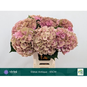 Hydrangea elbtal classic