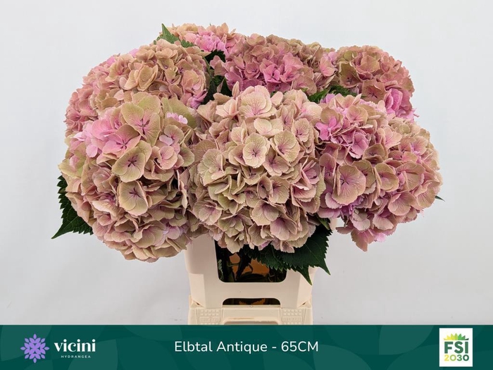 <h4>Hydrangea elbtal classic</h4>