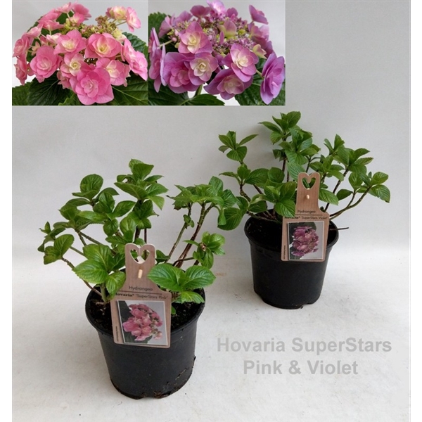 <h4>Hydrangea Hovaria SuperStars Mix Garden 19cm</h4>