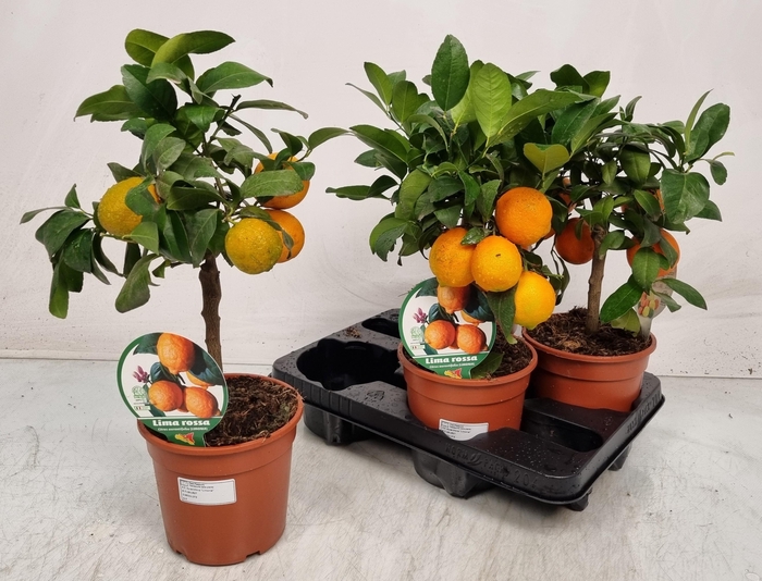 <h4>CITR LIMETTA</h4>