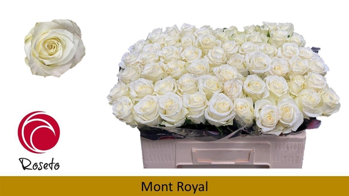 <h4>R Gr Mont Royal</h4>