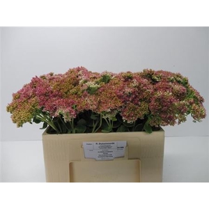 Sedum Spectabile