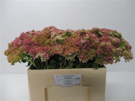 Sedum Spectabile