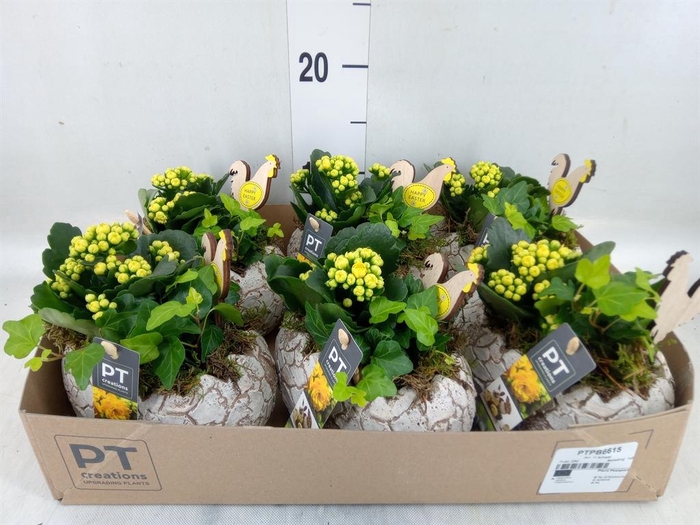 <h4>Arr. Pasen L%</h4>