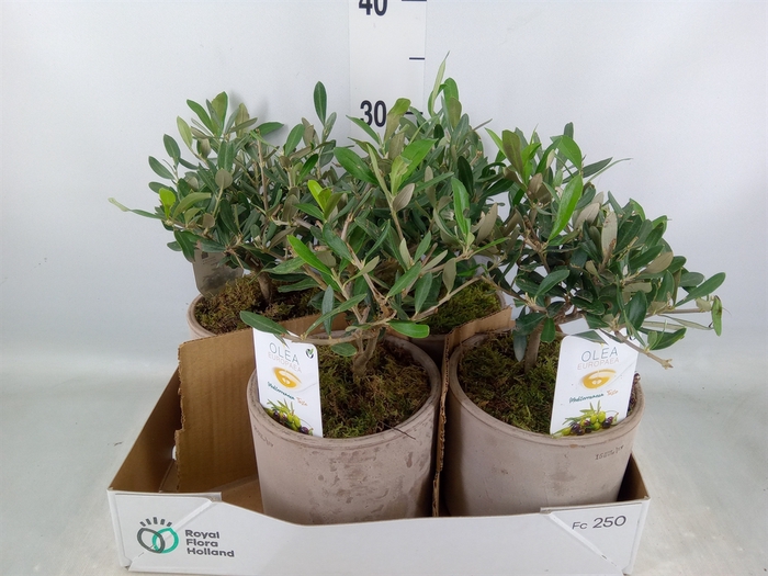 <h4>Arr.   Tuinplanten H%</h4>