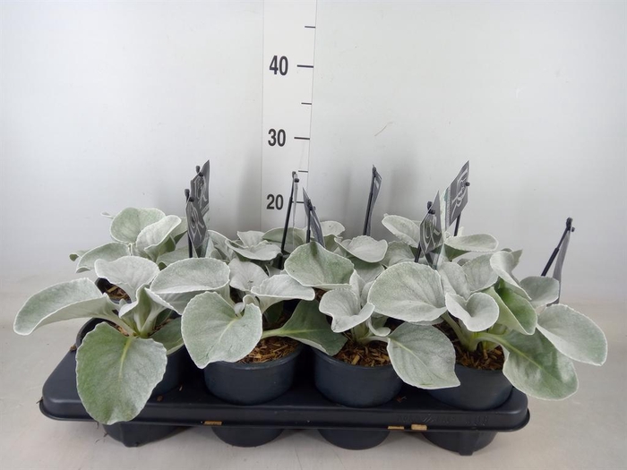 <h4>Senecio   ...</h4>