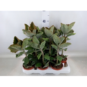 Kalanchoe NF beharensis