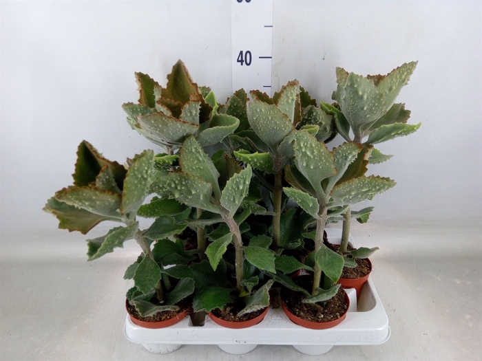 <h4>Kalanchoe NF beharensis</h4>
