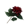 Dahlia Spider Bordeaux FL440043BUR
