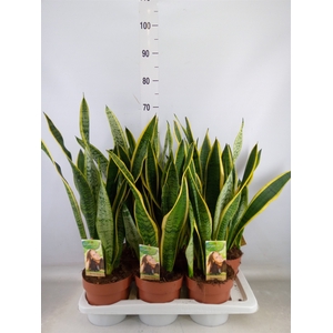 Sansevieria trifa. 'Laurentii'