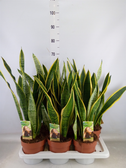 <h4>Sansevieria trifa. 'Laurentii'</h4>