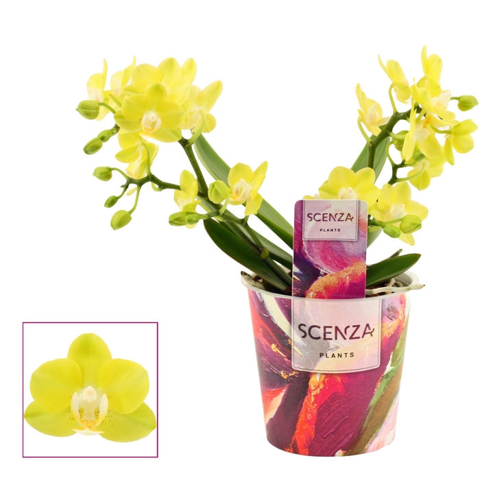 <h4>Phalaenopsis Table Lemon 2-3 tak (Scenza)</h4>